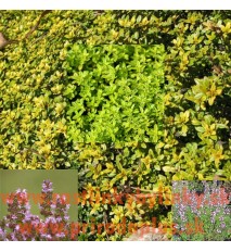 Dúška materina alebo dúška úzkolistá - citrónová (Thymus serpyllum L. , syn. Thymus serpyllum vulgaris L. )